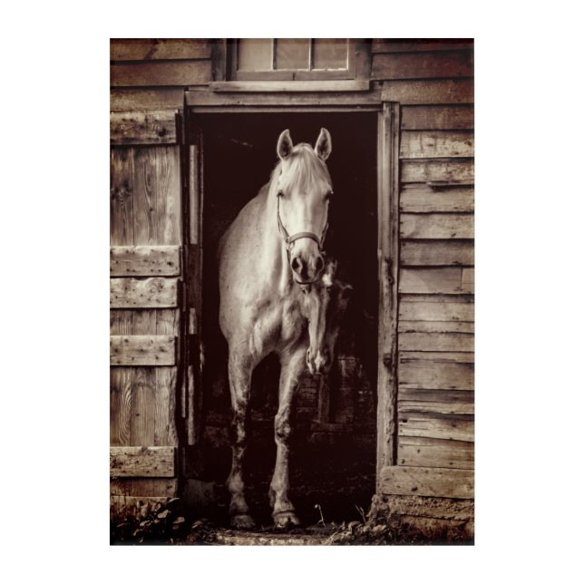 Beautiful Horses & Rustic Barn Brown Acrylic Print (Front)