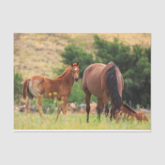 Beautiful Horses Tissue Paper (Front)