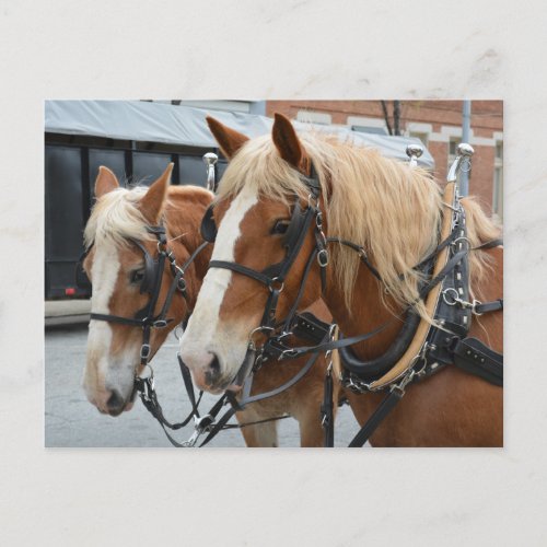 Beautiful Horses with Driving Harness Postcard