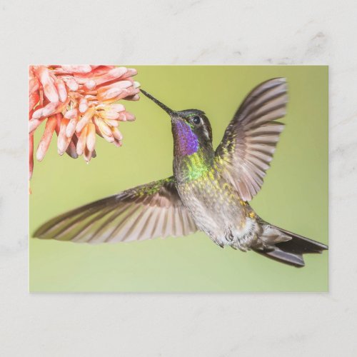 Beautiful Hummingbird Flying to a Flower Postcard