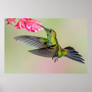 Beautiful Hummingbird Flying to a Flower Poster