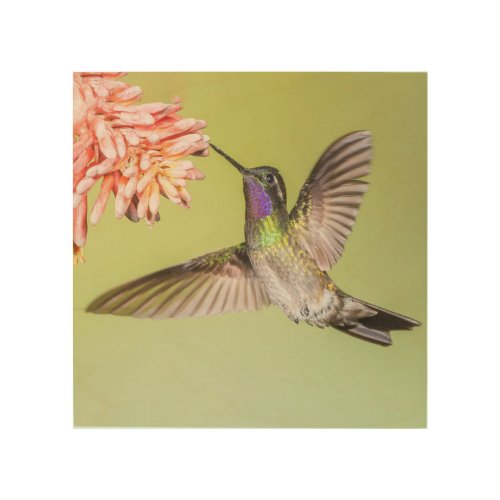 Beautiful Hummingbird Flying to a Flower Wood Wall Art