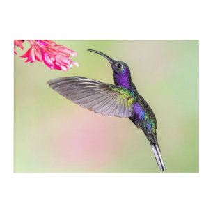 Beautiful Hummingbird in Flight Acrylic Print