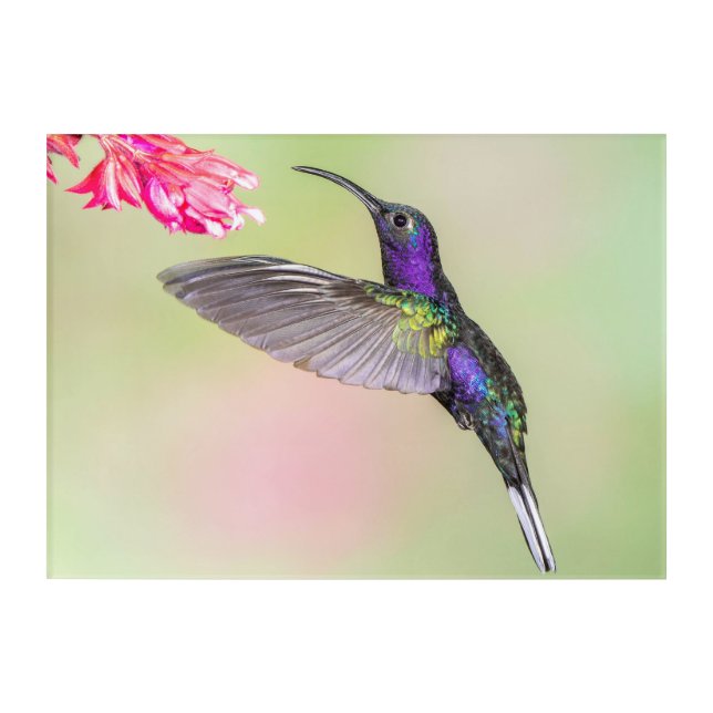 Beautiful Hummingbird in Flight Acrylic Print (Front)
