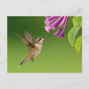 Beautiful Hummingbird Nature Scenery Postcard