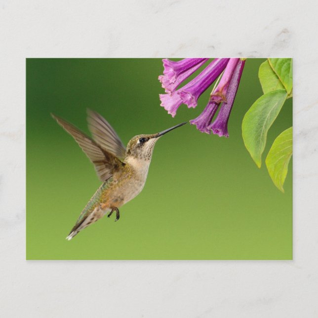 Beautiful Hummingbird Nature Scenery Postcard (Front)