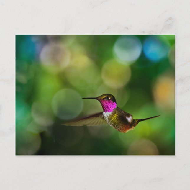 Beautiful Hummingbird Postcard (Front)
