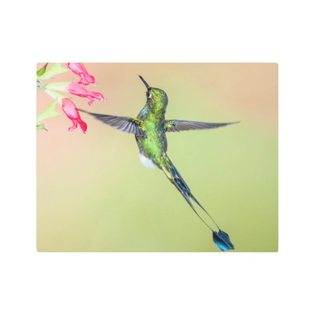 Beautiful Hummingbird with Long Tail Feathers Metal Print (Front)