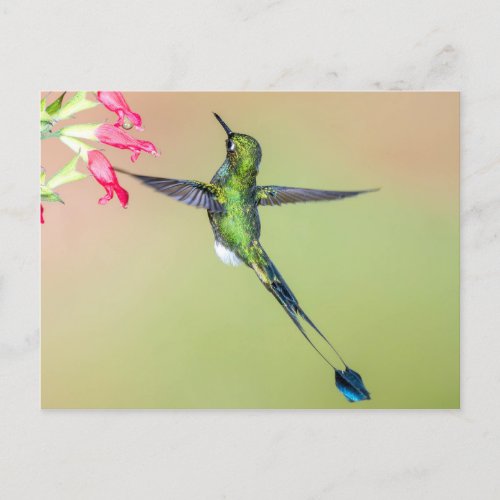 Beautiful Hummingbird with Long Tail Feathers Postcard