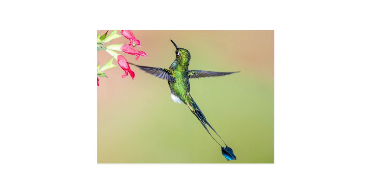 Beautiful Hummingbird With Long Tail Feathers Postcard Zazzle Com
