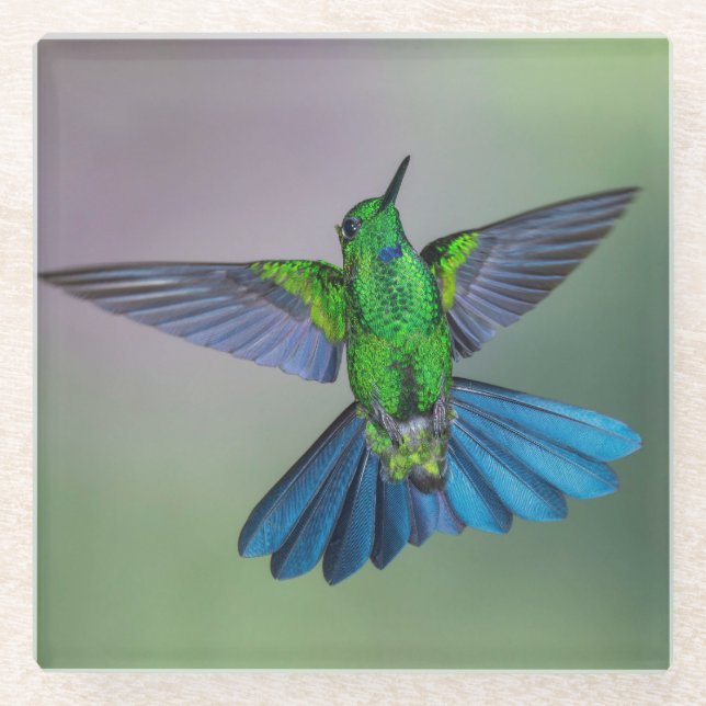 Beautiful Hummingbird with Wings Open Glass Coaster (Front)
