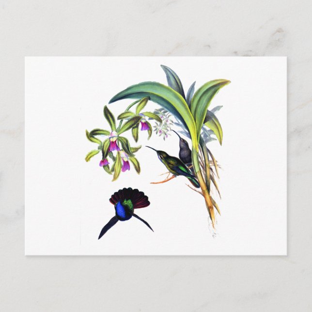 Beautiful Hummingbirds and Purple Orchids Postcard (Front)