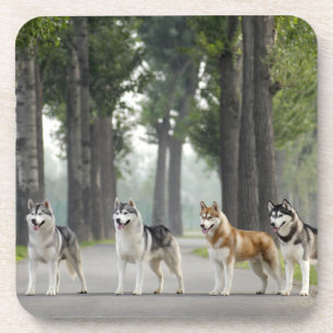 Beautiful Husky Dogs on a Nature Trail Beverage Coaster