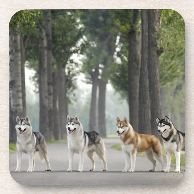 Beautiful Husky Dogs on a Nature Trail Beverage Coaster (Front)