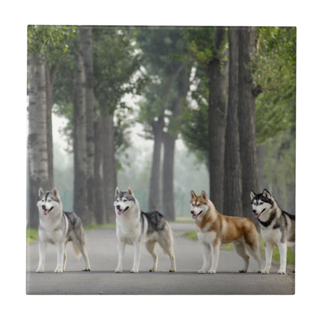 Beautiful Husky Dogs on a Nature Trail Ceramic Tile (Front)