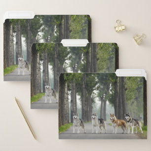 Beautiful Husky Dogs on a Nature Trail File Folder
