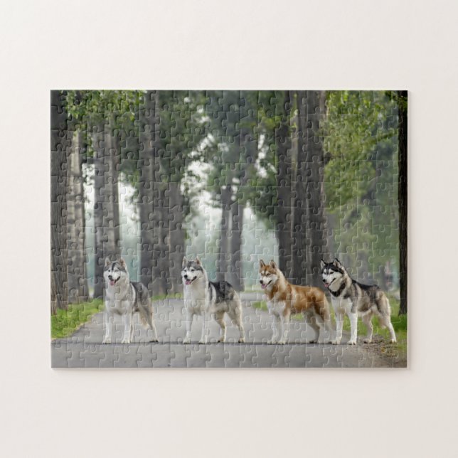 Beautiful Husky Dogs on a Nature Trail Jigsaw Puzzle (Horizontal)