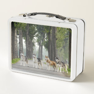 Beautiful Husky Dogs on a Nature Trail Metal Lunch Box
