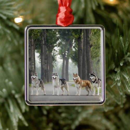 Beautiful Husky Dogs on a Nature Trail Metal Ornament