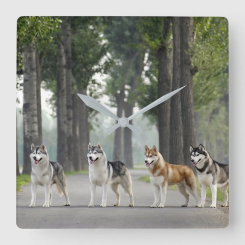 Beautiful Husky Dogs on a Nature Trail Square Wall Clock