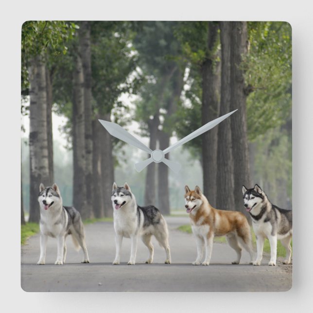 Beautiful Husky Dogs on a Nature Trail Square Wall Clock (Front)