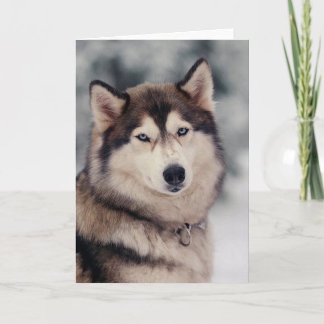 Beautiful Husky in the Outdoors Card (Front)