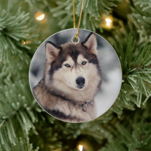 Beautiful Husky in the Outdoors Ceramic Ornament