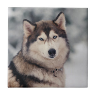 Beautiful Husky in the Outdoors Ceramic Tile