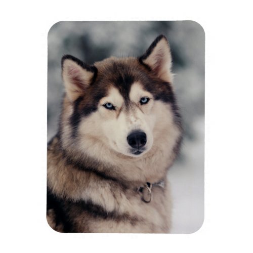 Beautiful Husky in the Outdoors Magnet