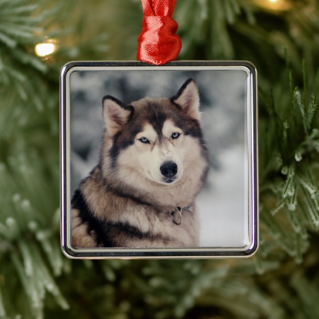 Beautiful Husky in the Outdoors Metal Ornament (Tree)