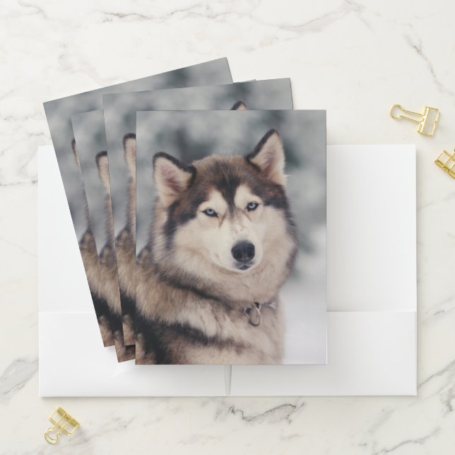Beautiful Husky in the Outdoors Pocket Folder (In Situ)