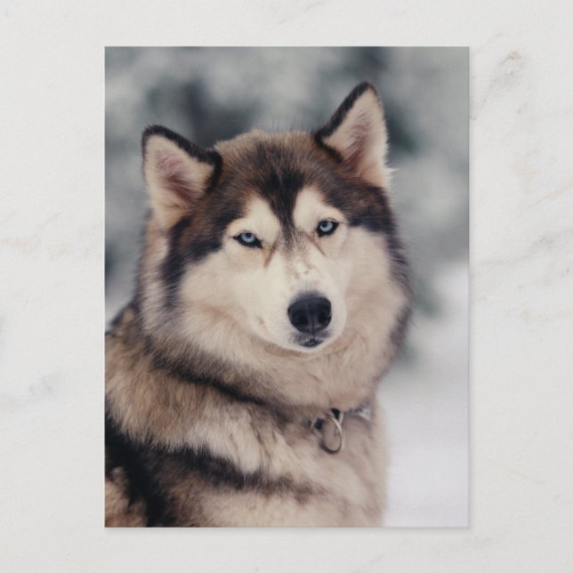Beautiful Husky in the Outdoors Postcard (Front)