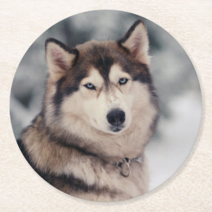 Beautiful Husky in the Outdoors Round Paper Coaster