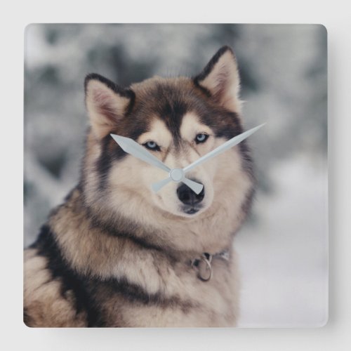 Beautiful Husky in the Outdoors Square Wall Clock