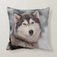 Beautiful Husky in the Outdoors