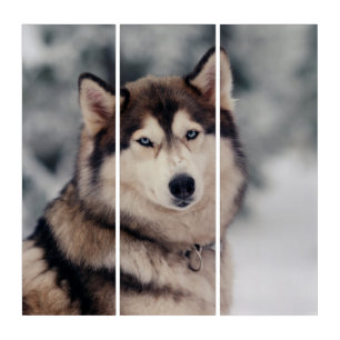 Beautiful Husky in the Outdoors Triptych