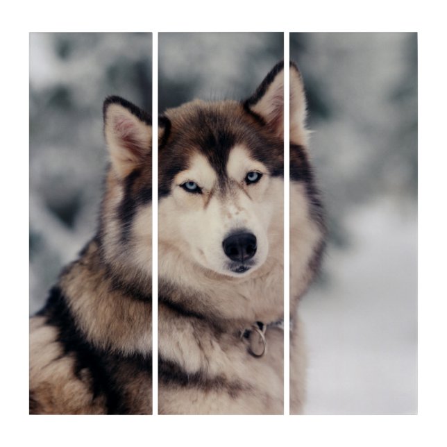 Beautiful Husky in the Outdoors Triptych (Front)