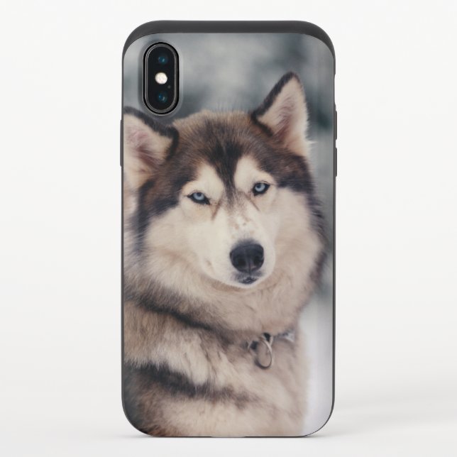 Beautiful Husky in the Outdoors Uncommon iPhone Case (Back)