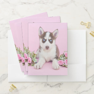 Beautiful Husky Puppy with Pink Roses Pocket Folder