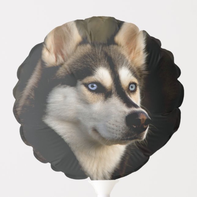 Beautiful Husky Throw Pillow Balloon (Front)
