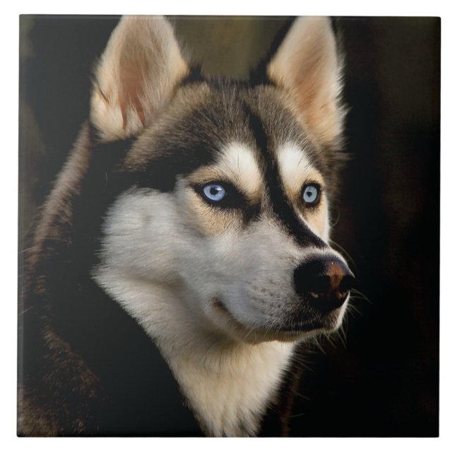 Beautiful Husky Throw Pillow Ceramic Tile (Front)
