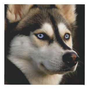 Beautiful Husky Throw Pillow Faux Canvas Print