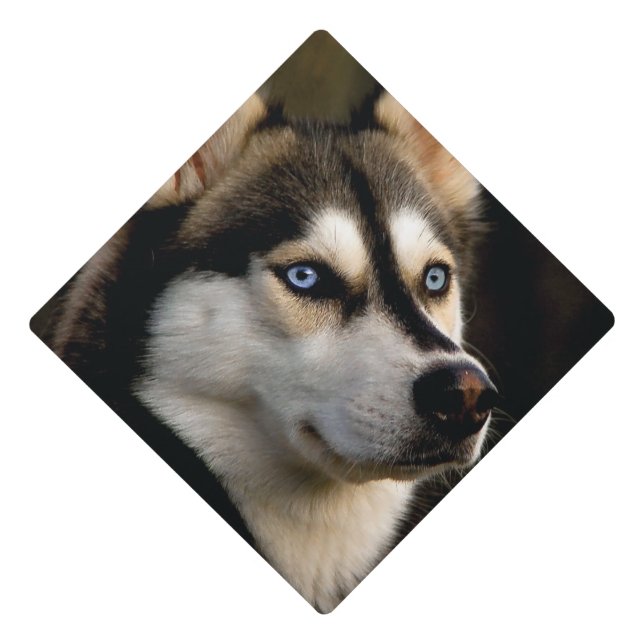 Beautiful Husky Throw Pillow Graduation Cap Topper (Front)