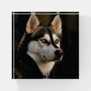 Beautiful Husky Throw Pillow Paperweight