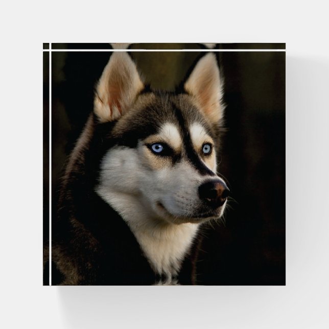 Beautiful Husky Throw Pillow Paperweight (Front)