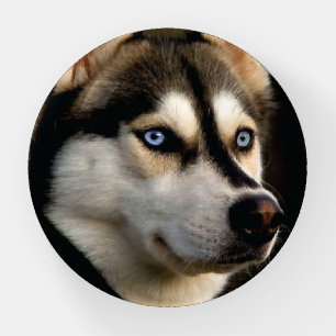 Beautiful Husky Throw Pillow Paperweight