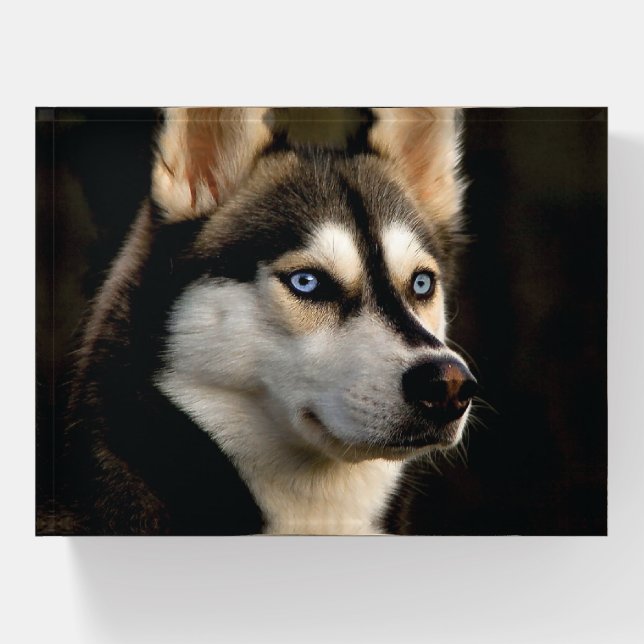 Beautiful Husky Throw Pillow Paperweight (Front)