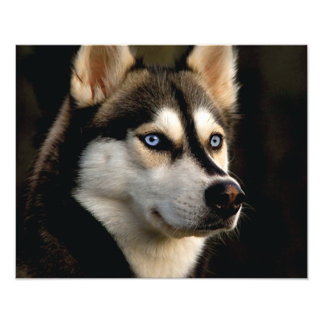 Beautiful Husky Throw Pillow Photo Print (Front)
