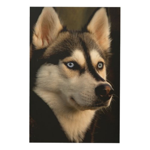 Beautiful Husky Throw Pillow Wood Wall Art