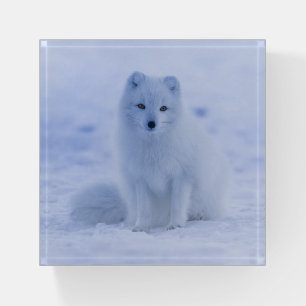 Beautiful Iceland Arctic Fox Resting in the Snow Paperweight